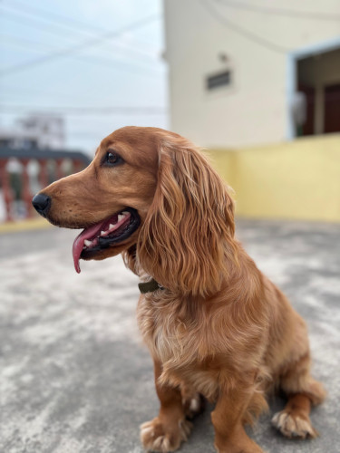 6 Months English Cocker Spaniel